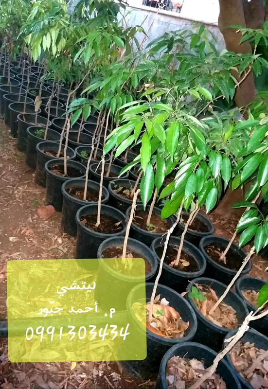 ليتشي