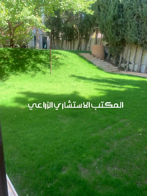 إجراء صيانة وإعادة تركيب شبكة الري وزراعة المسطح الأخضر عن طريق البذور