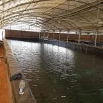 مزرعة أسماك العين