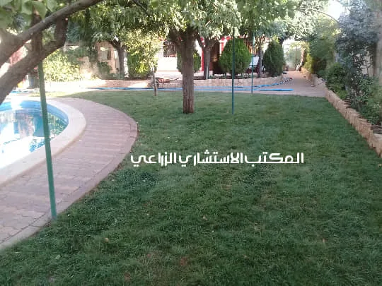 زراعة المسطح الأخضر عن طريق الرولات مع صيانة شبكة الري