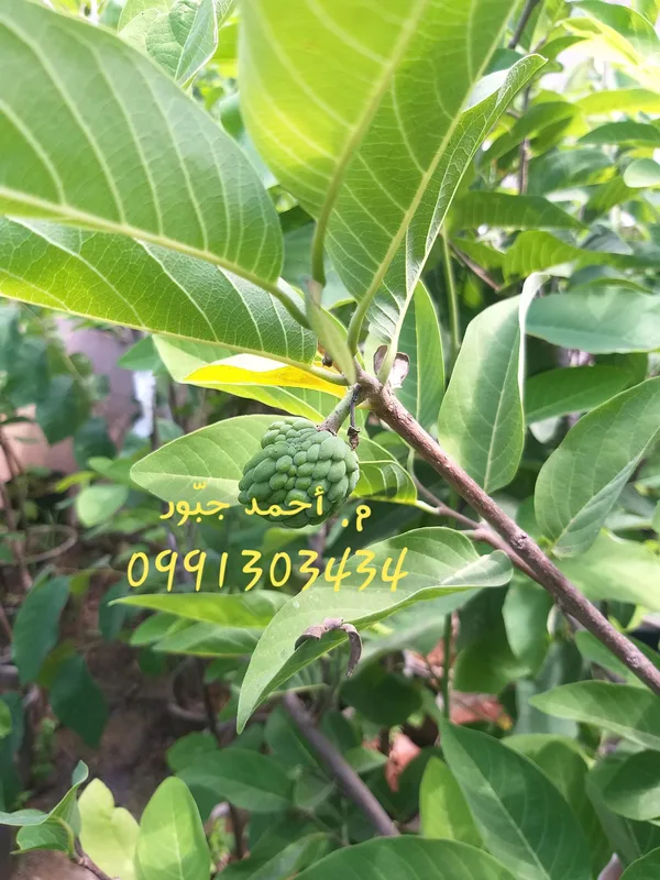 قشطة