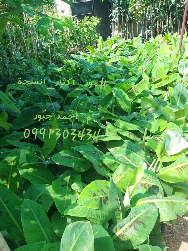 موز_أنسجة